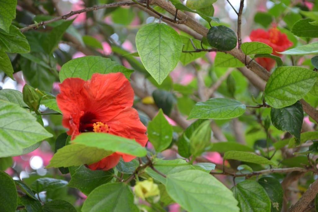 Casa Lella Holiday Boutique Palermo Dış mekan fotoğraf